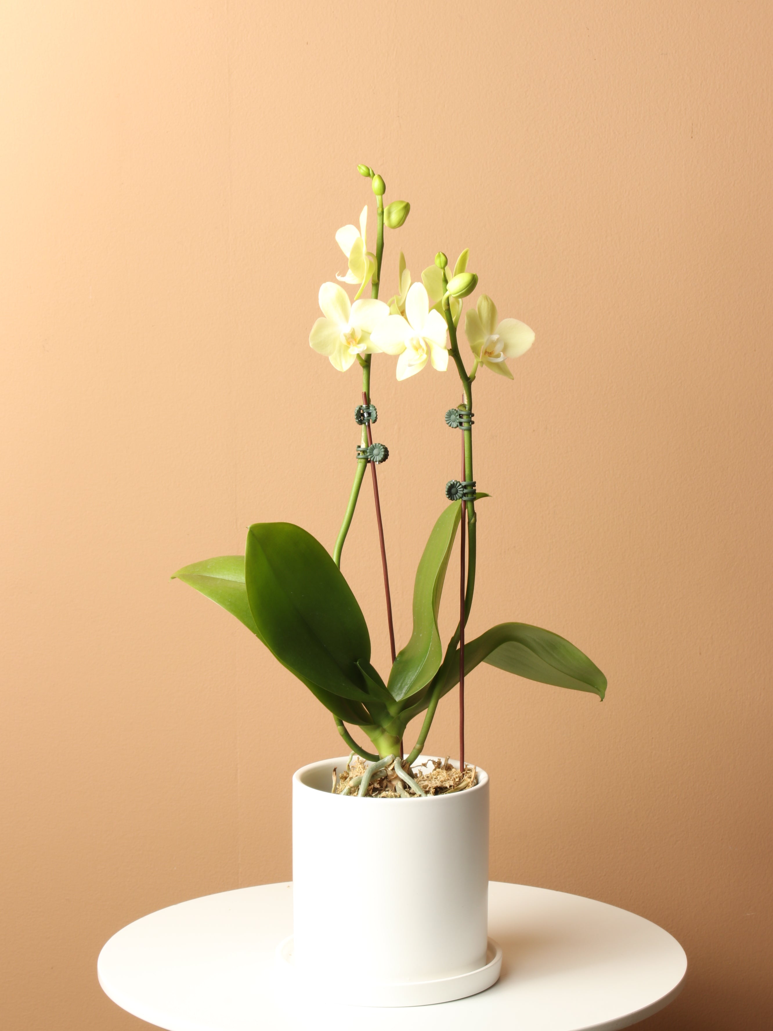 Small Green Orchid Double Stalks