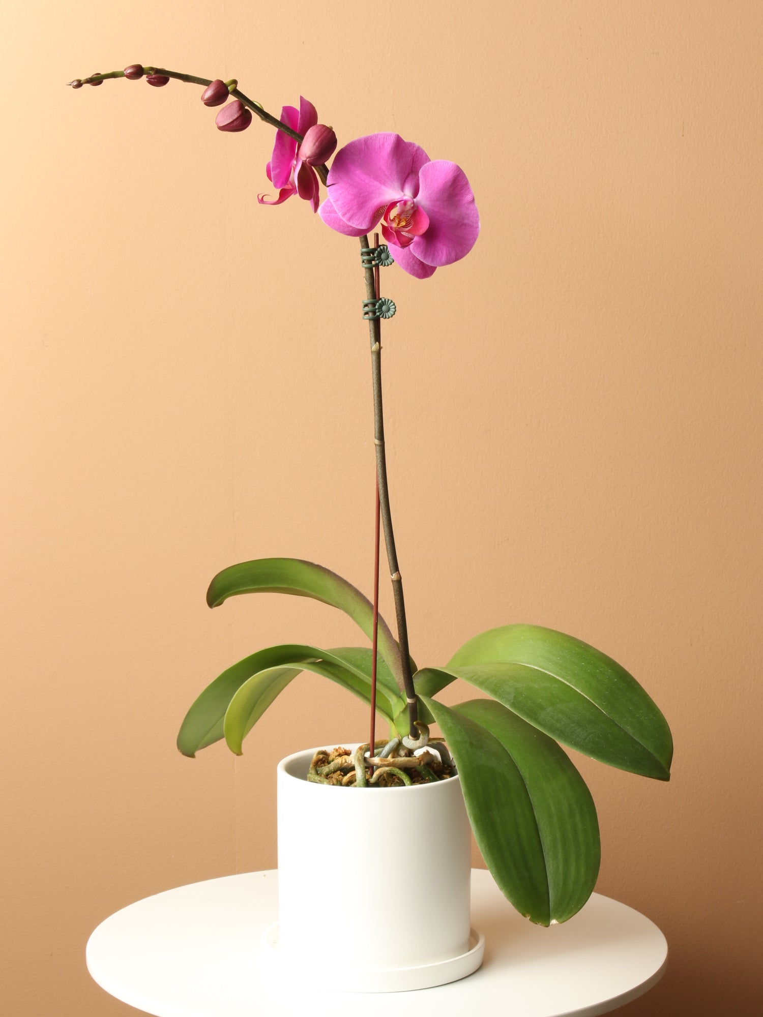 house plant orchid Small Purple Orchid Single Stalk