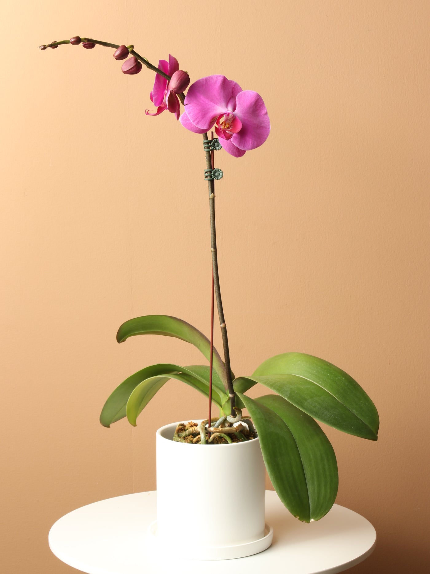 Small Purple Orchid Single Stalk