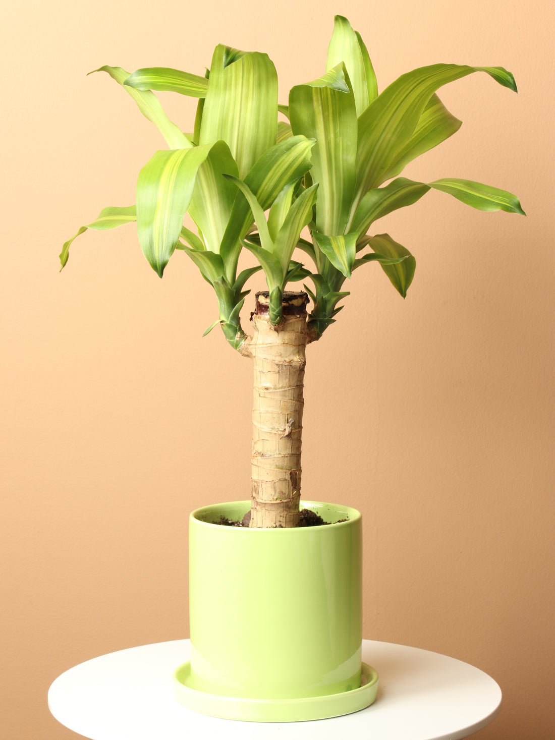 Medium Mass Cane Stump