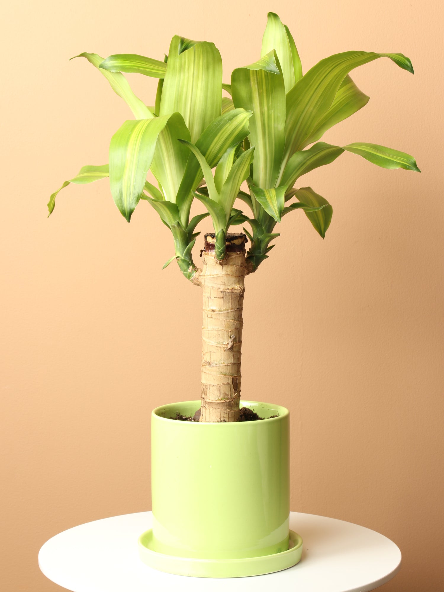 Medium Mass Cane Stump