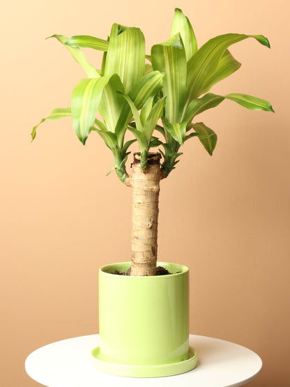 Medium Mass Cane Stump