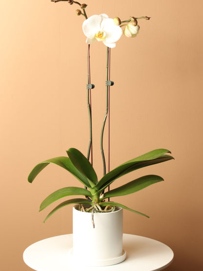 white orchid indoor plant Small White Orchid Double Stalks