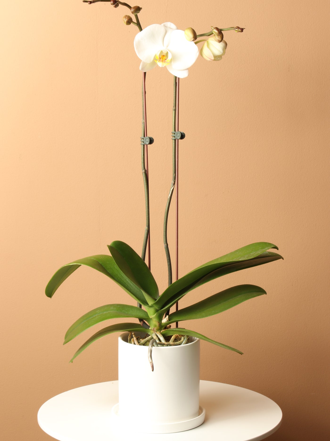 Small White Orchid Double Stalks