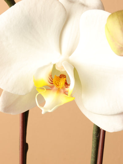 Small White Orchid Double Stalks