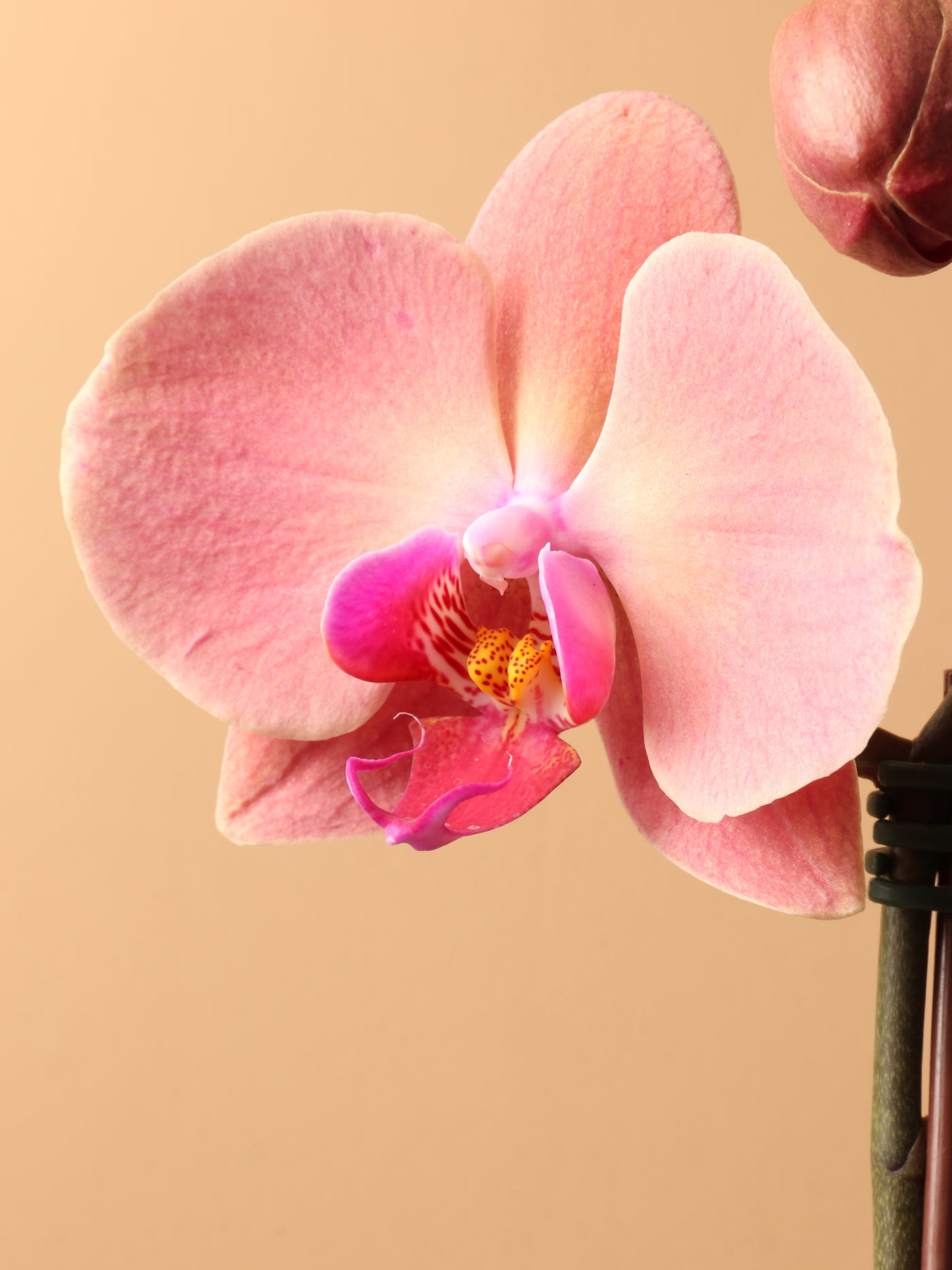 Small Pink Orchid Double Stalks