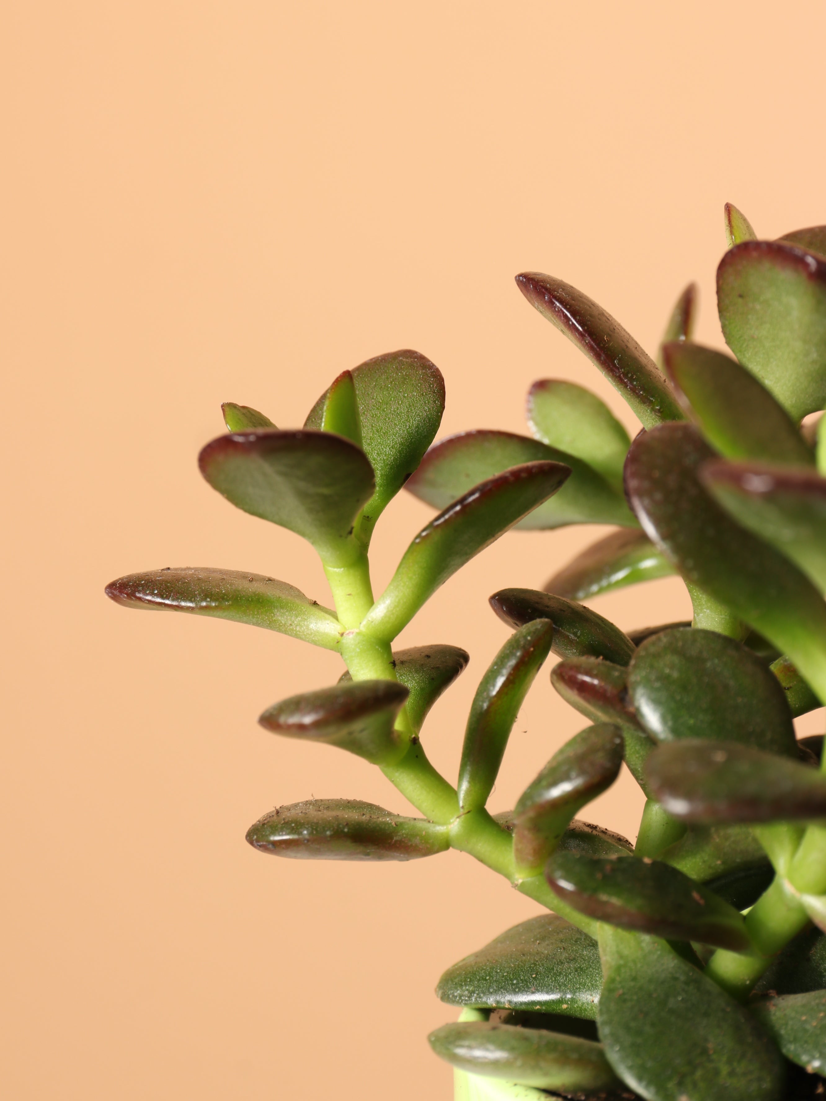 Small Jade Plant