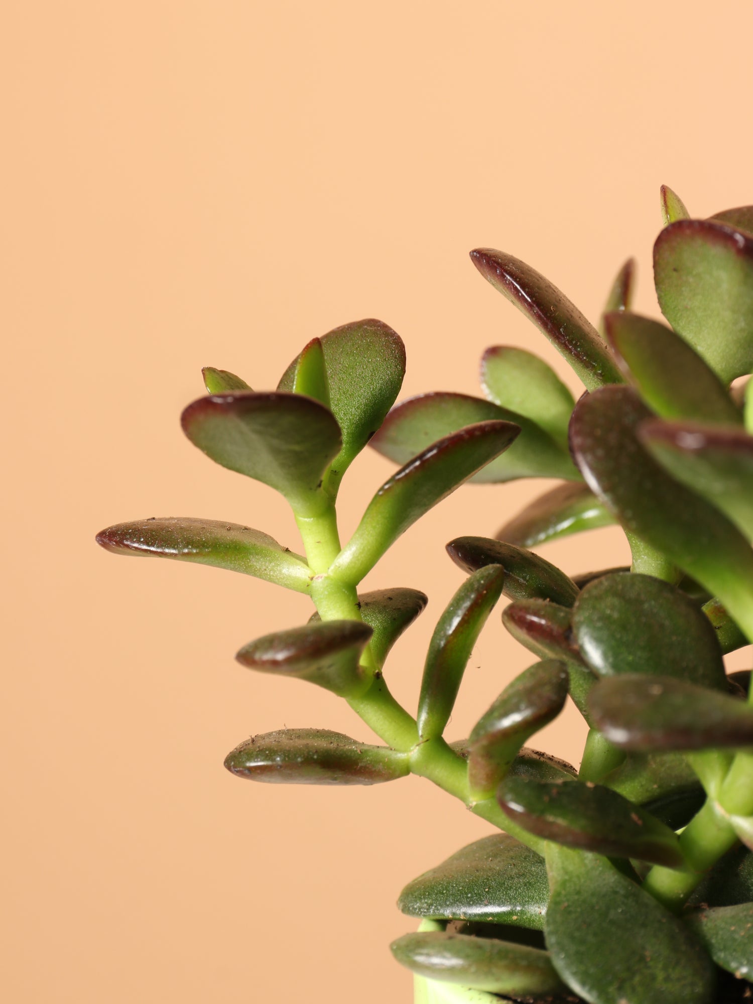 buy jade plant Small Jade Plant
