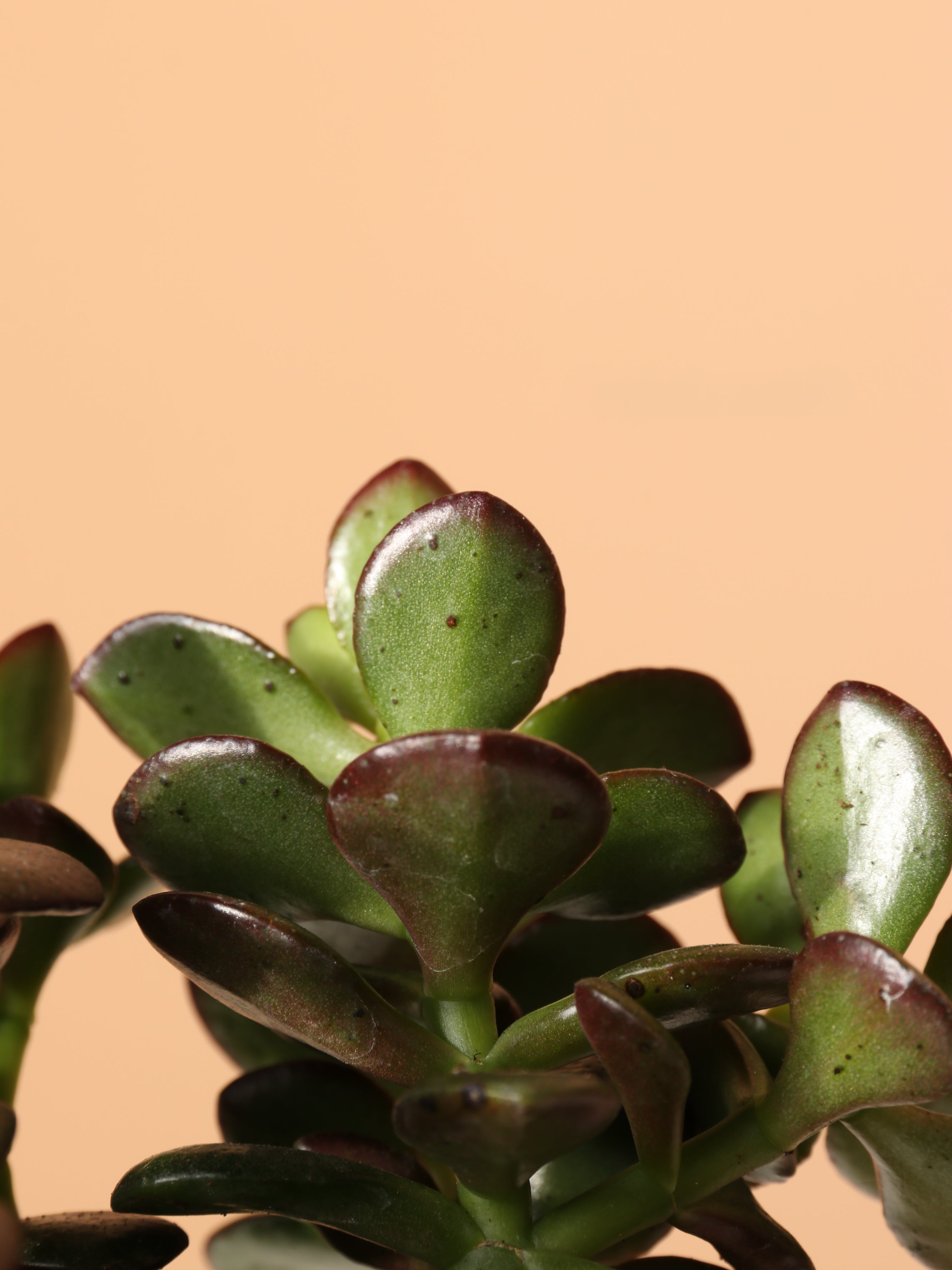 Small Jade Plant – Dahing Plants