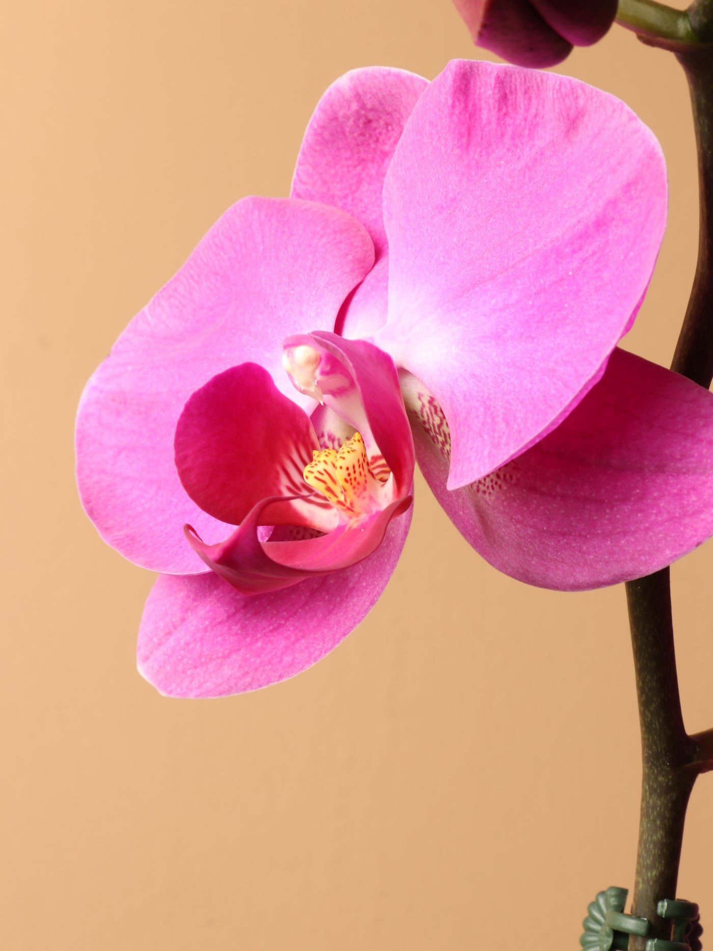 Small Purple Orchid Single Stalk