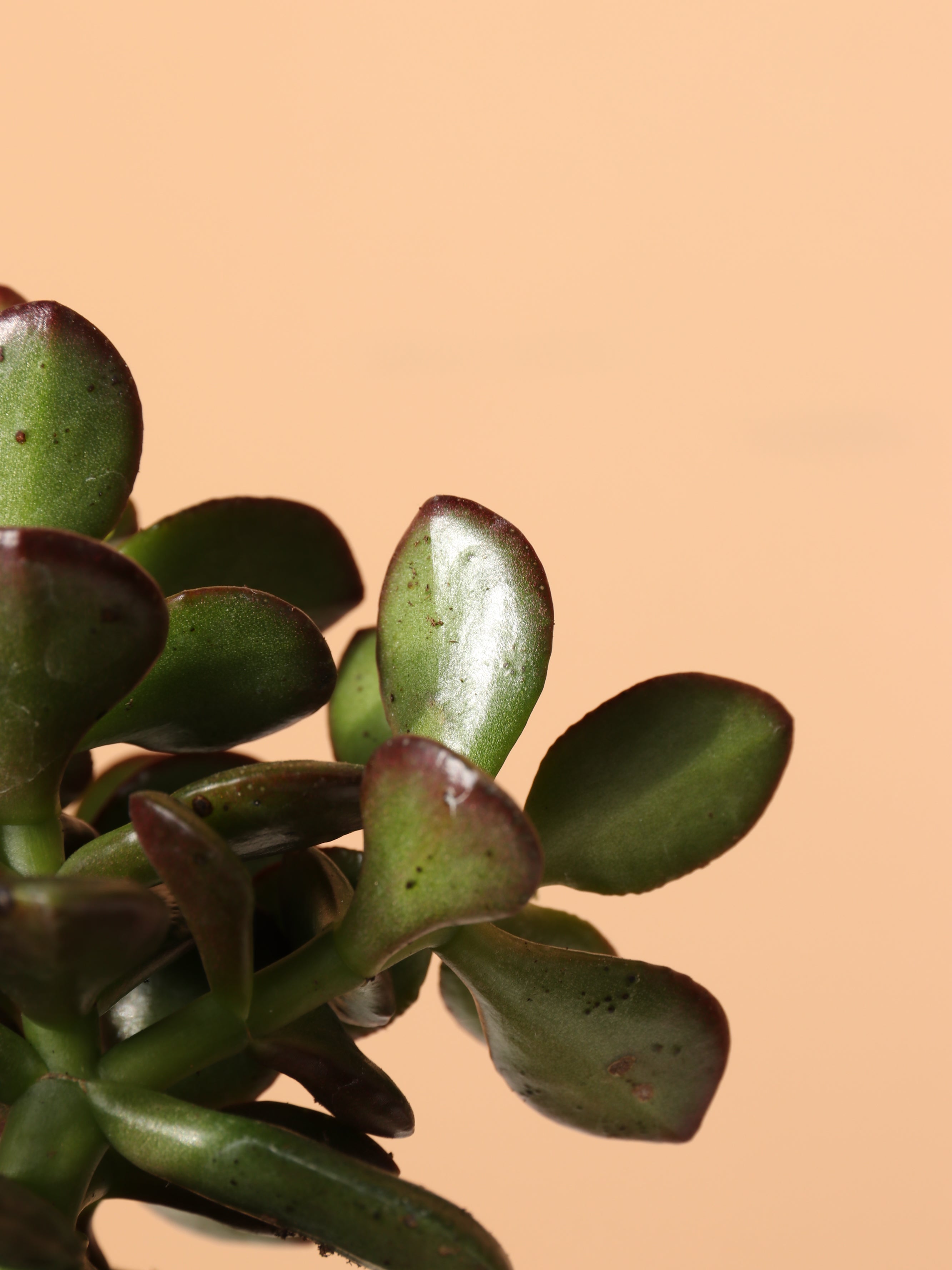 Small Jade Plant