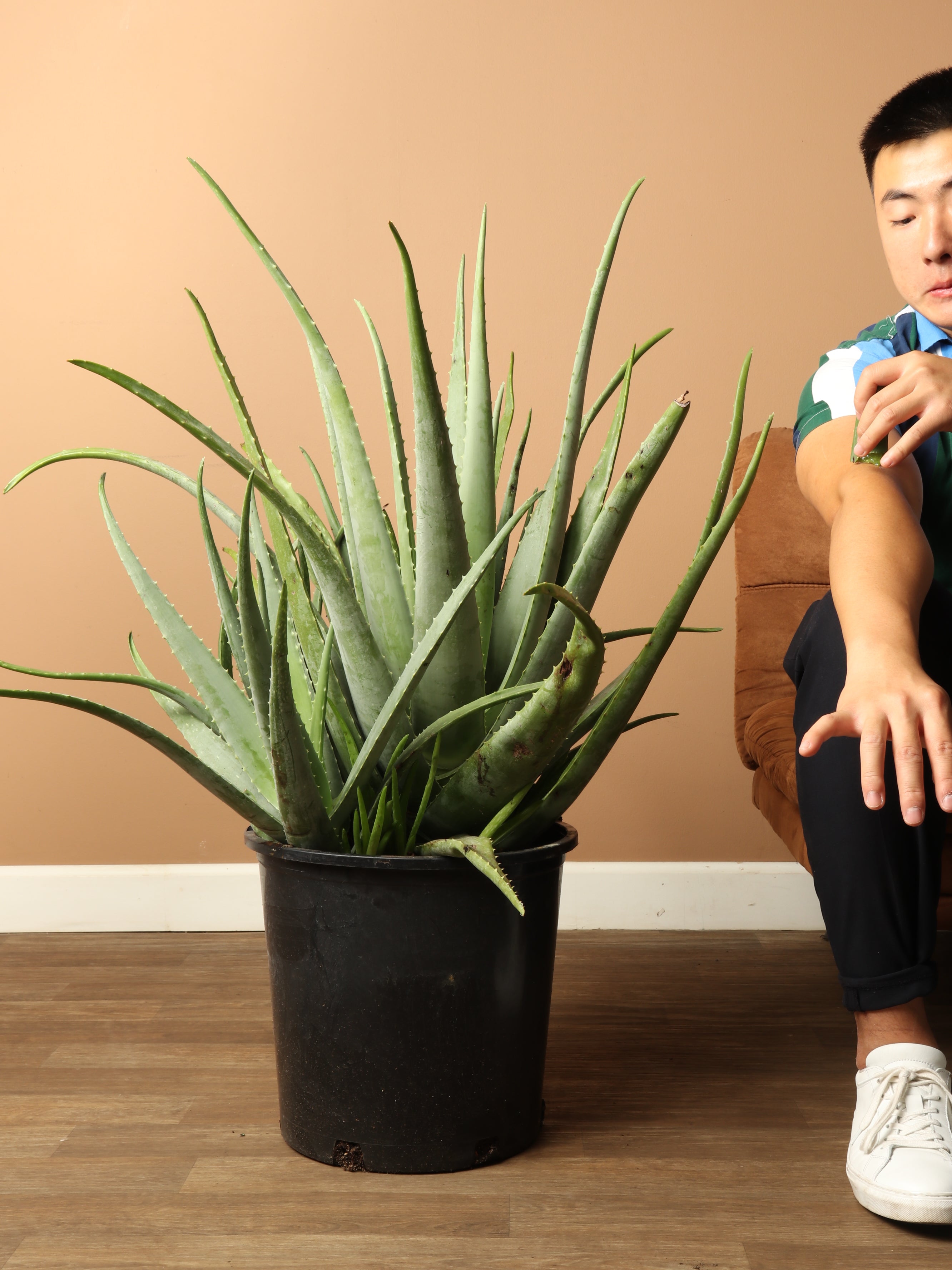 Full Size Aloe Vera