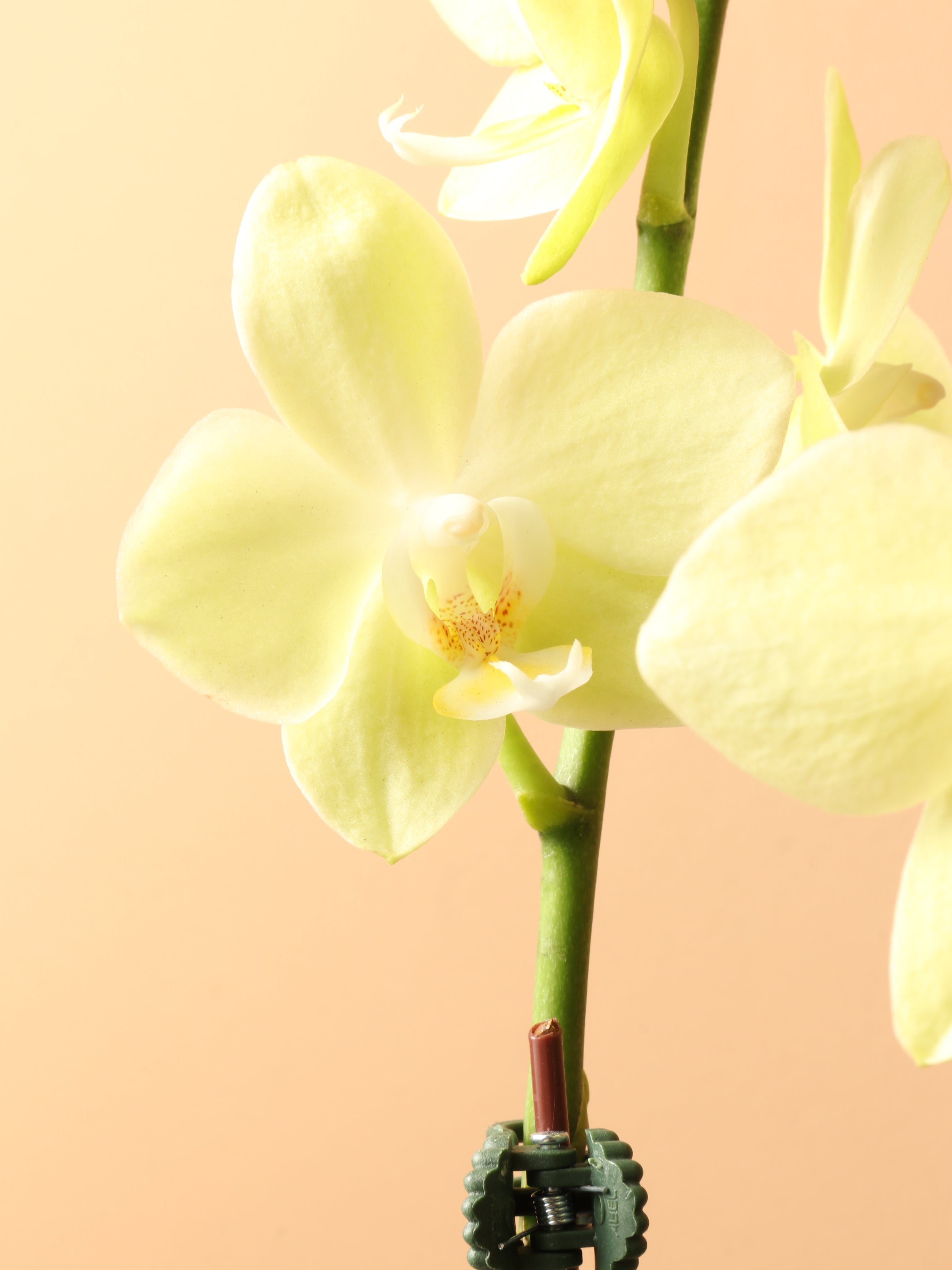 Small Green Orchid Double Stalks