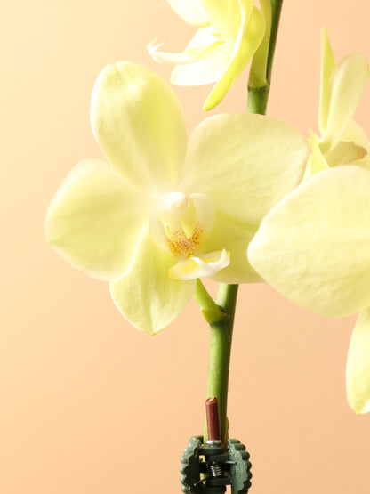 Small Green Orchid Double Stalks