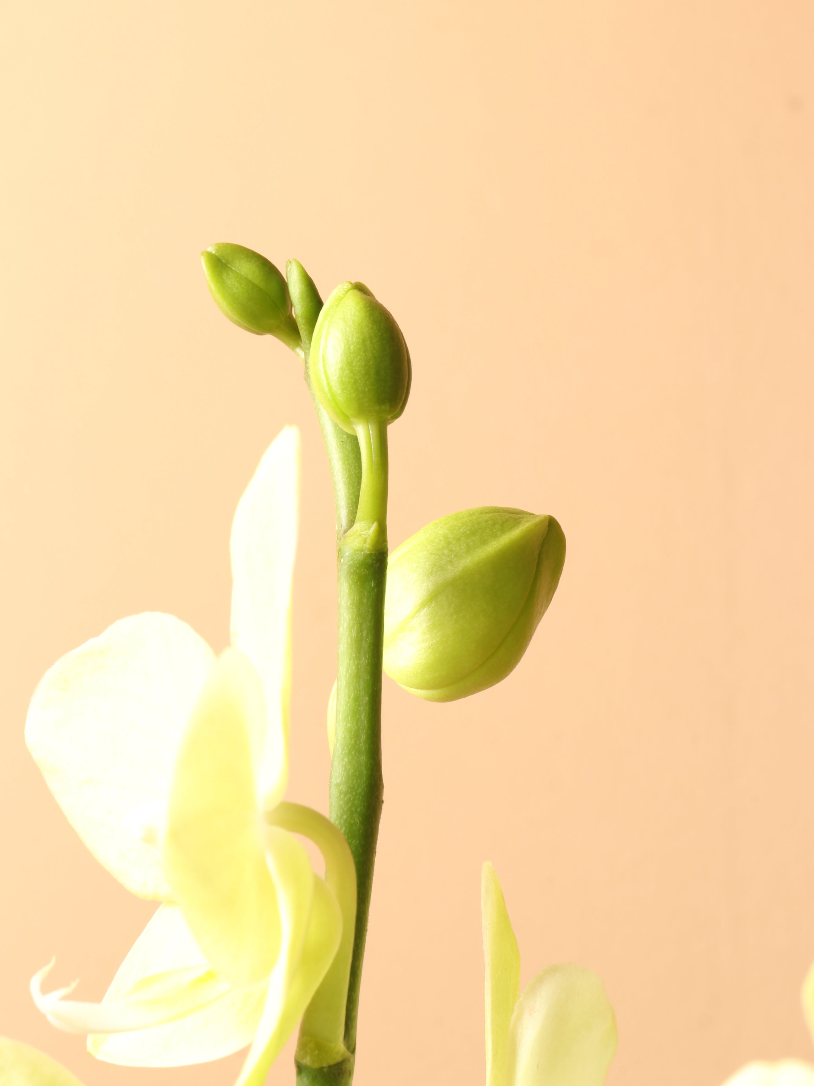 Small Green Orchid Double Stalks