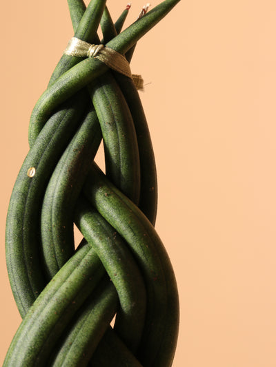 Small Snake Cylindrica Braided