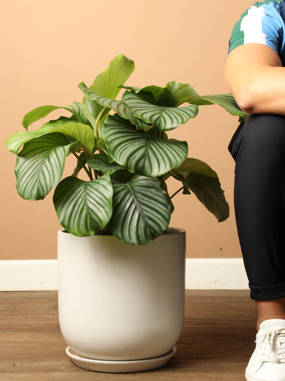 3-5 FT Calathea Orbifolia – Dahing Plants