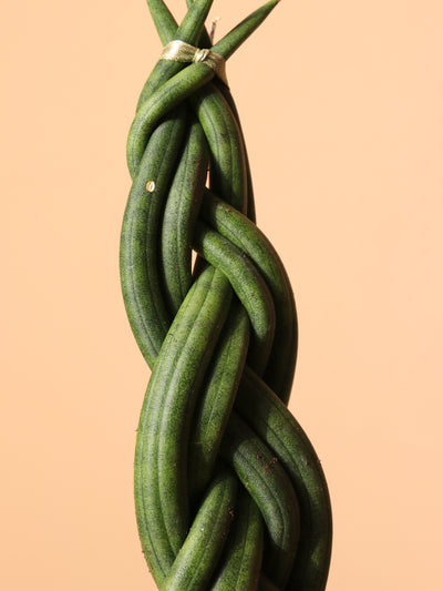 Small Snake Cylindrica Braided