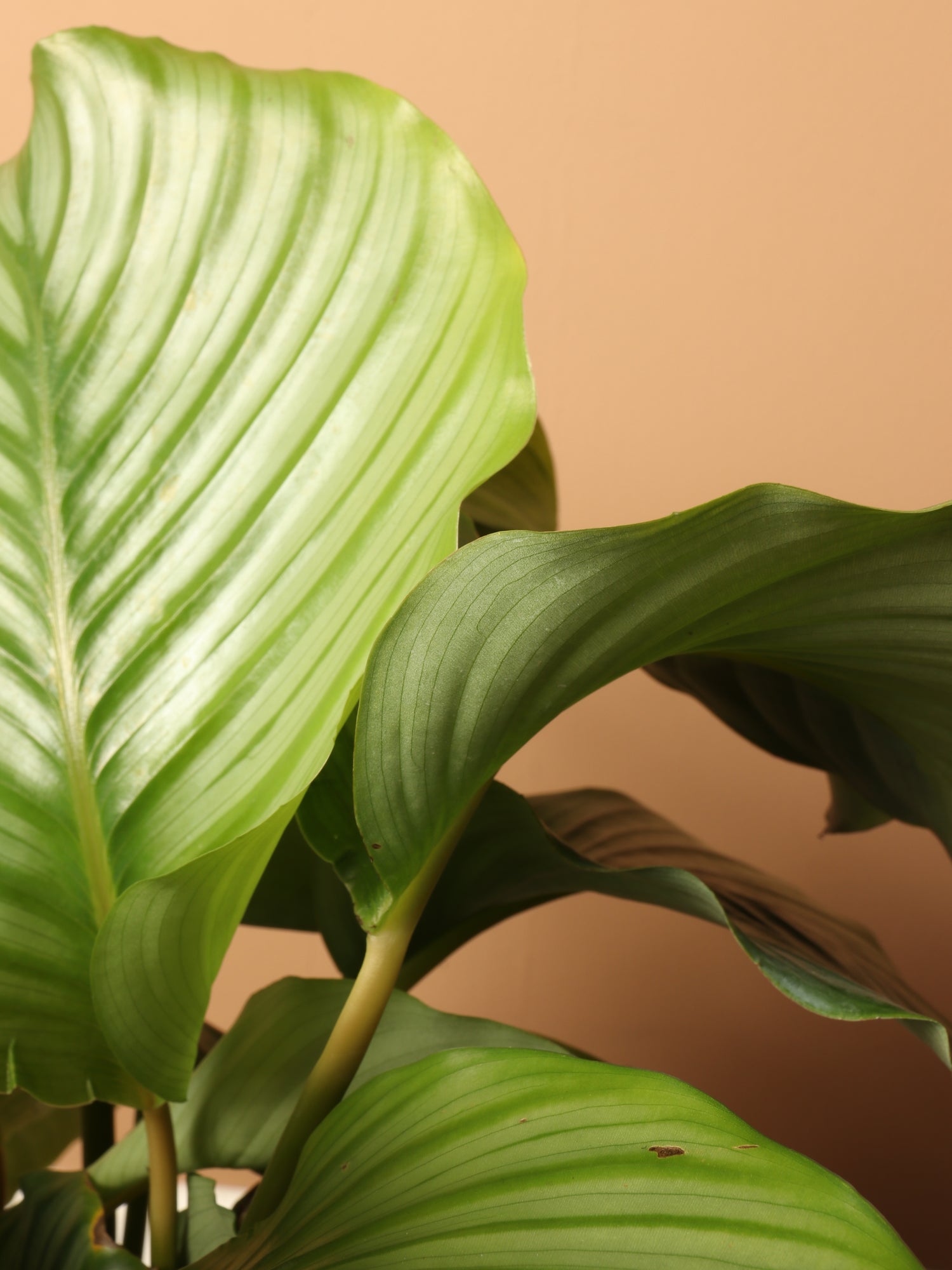 3-5 FT Calathea Orbifolia – Dahing Plants