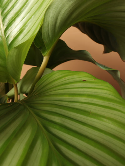 Large Calathea Orbifolia