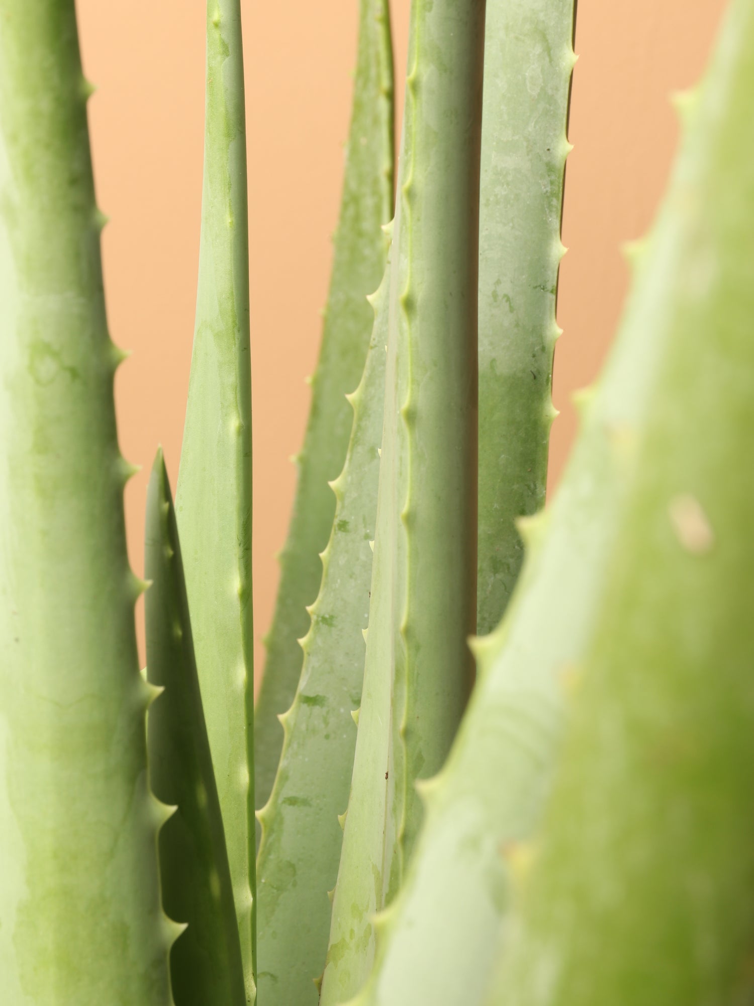 Full Size Aloe Vera