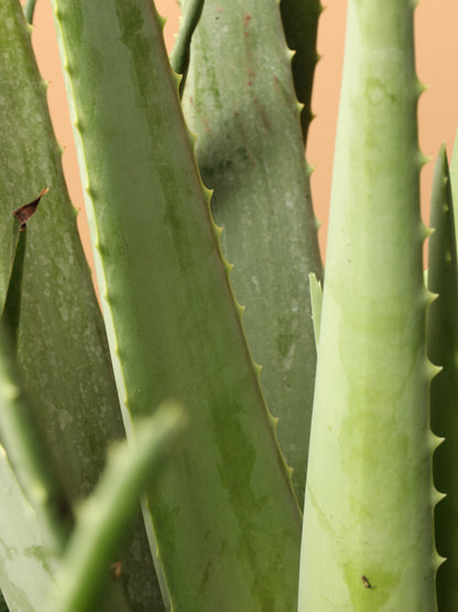 where to buy pure aloe vera plant 6-8ft Aloe Vera – Dahing Plants