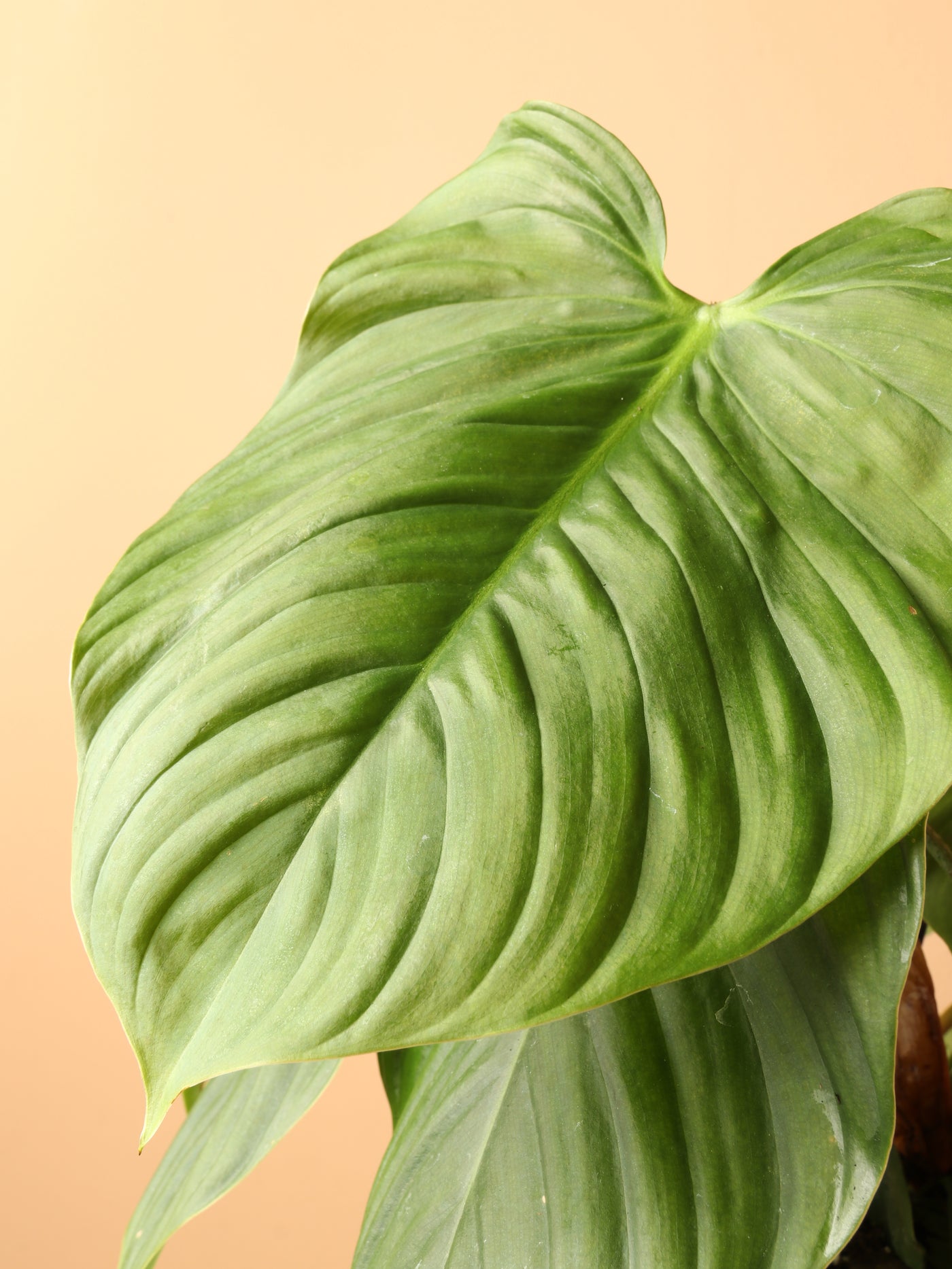 Medium Philodendron 'Fuzzy Petiole'