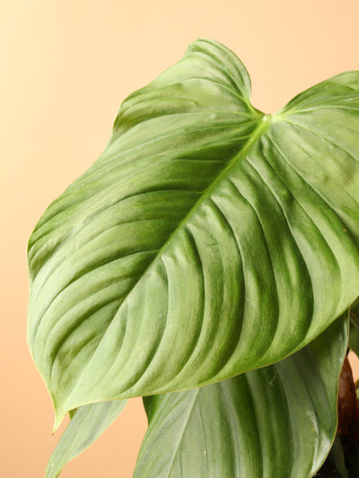 Medium Philodendron 'Fuzzy Petiole'