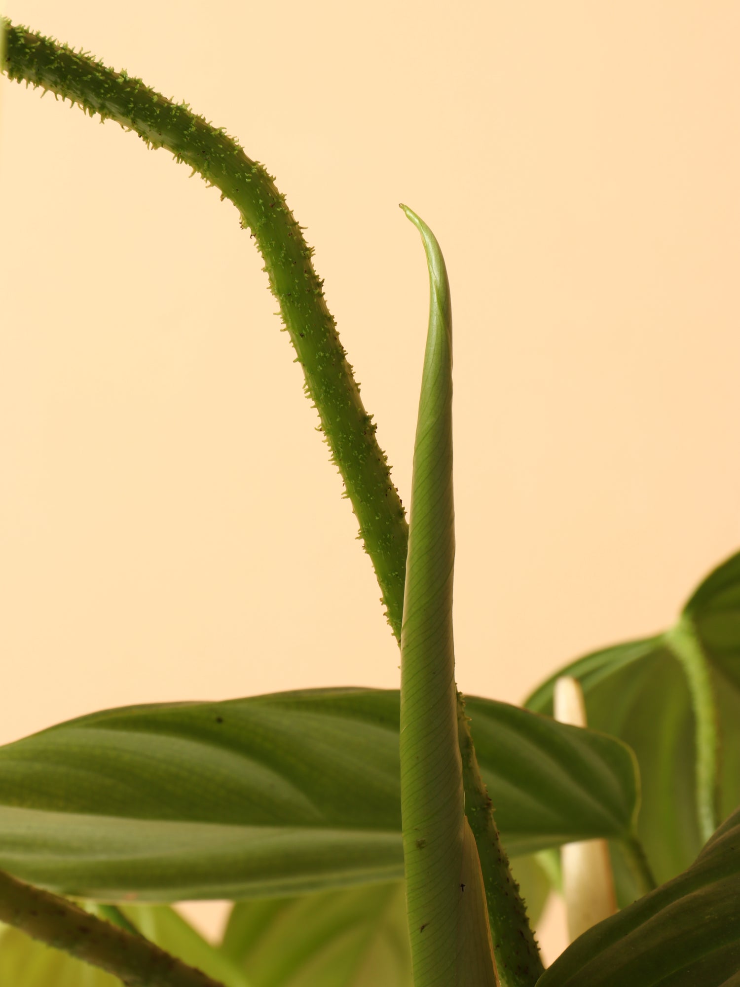 philodendron fuzzy stem Buy Philodendron 'Fuzzy Petiole' Online | Easy Care Plant
