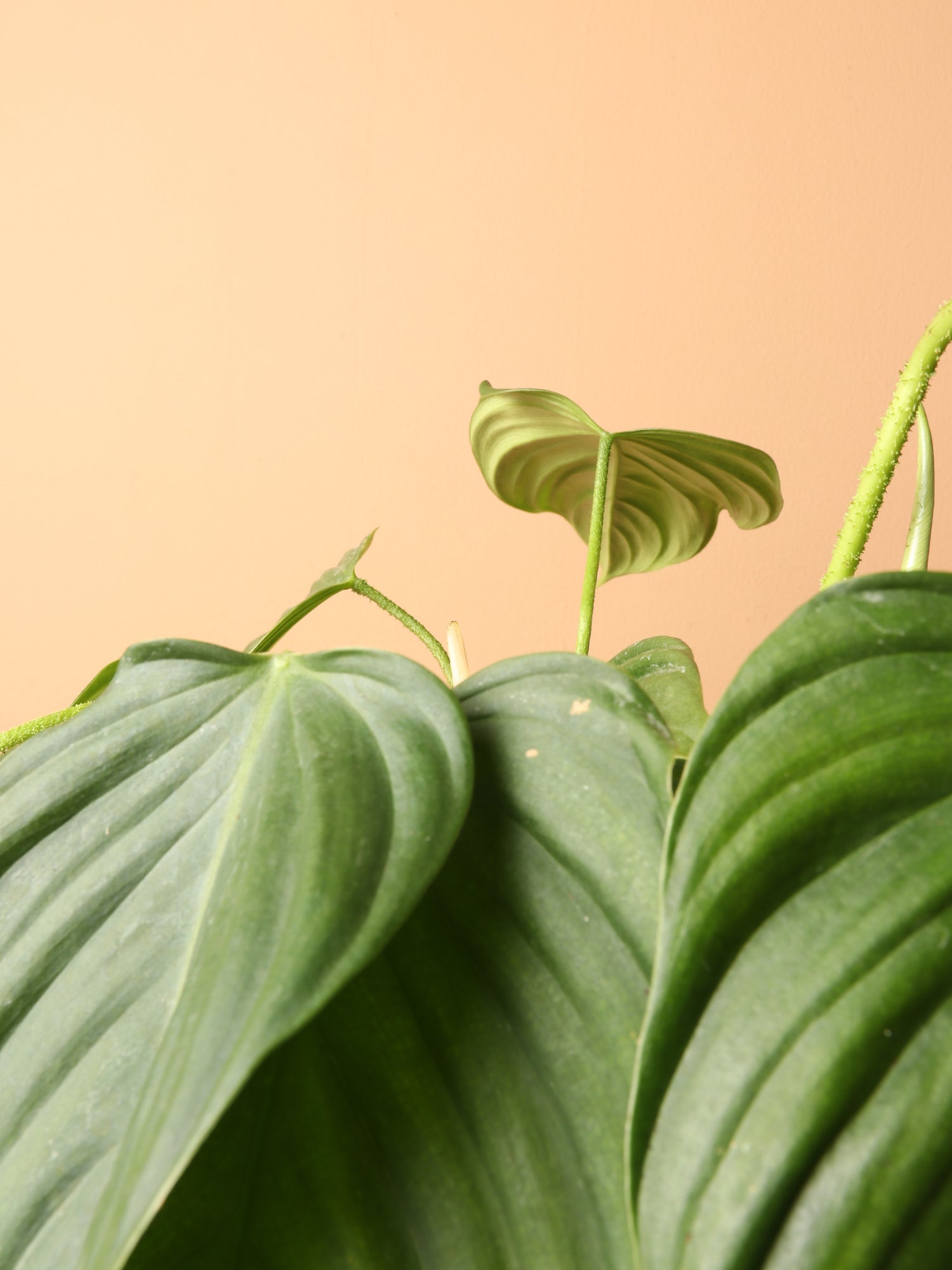 Medium Philodendron &