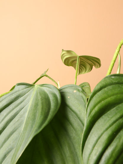 Medium Philodendron &