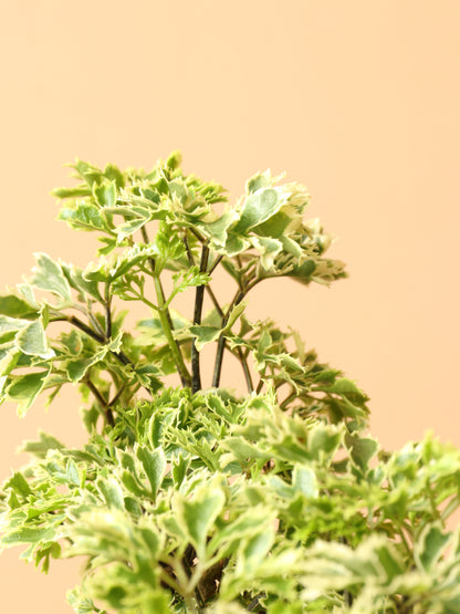 Medium Ming Aralia &