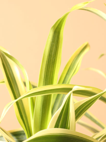 song of india plant vs spider plant Buy Dracaena 'Song of India' Online | House Plant