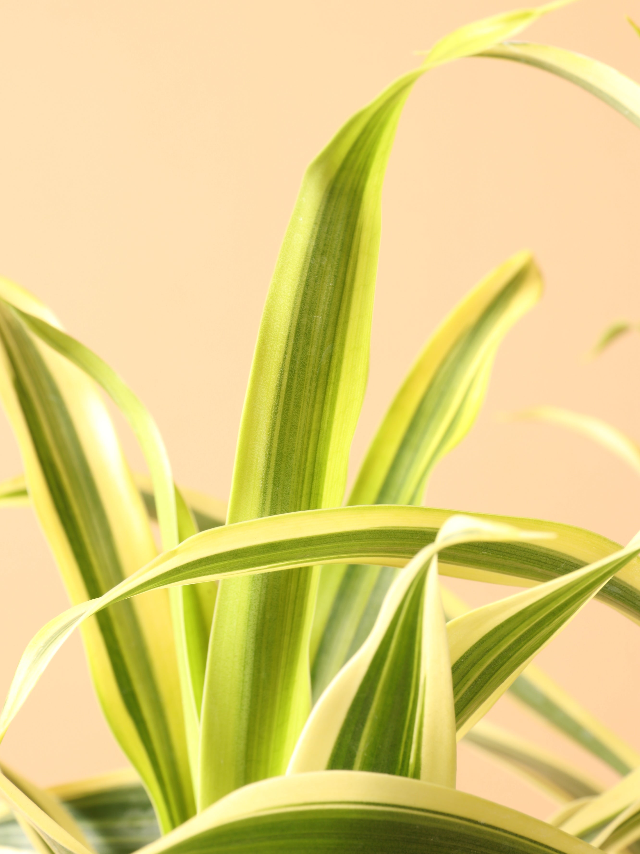 Medium Dracaena &