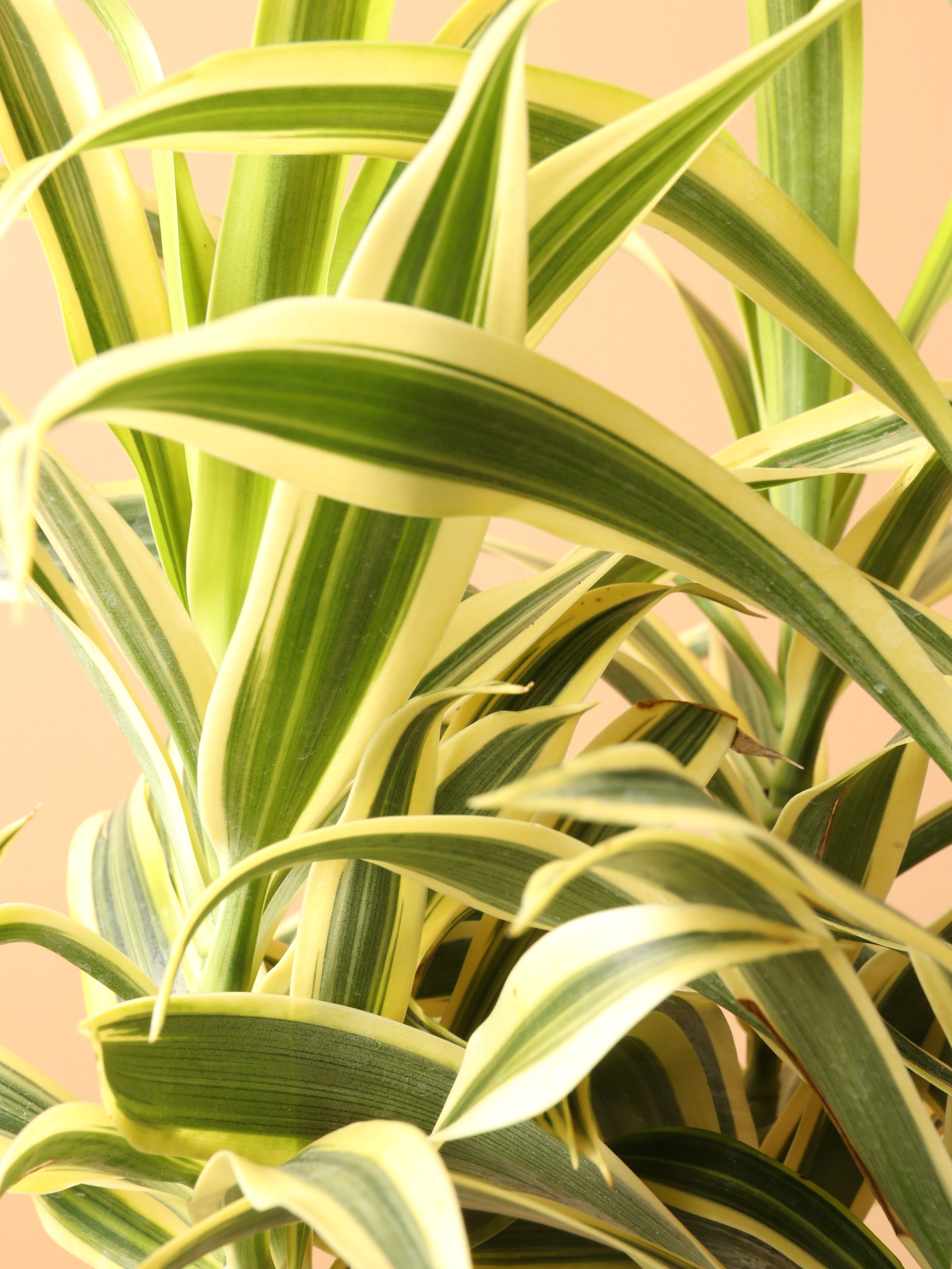 Medium Dracaena &