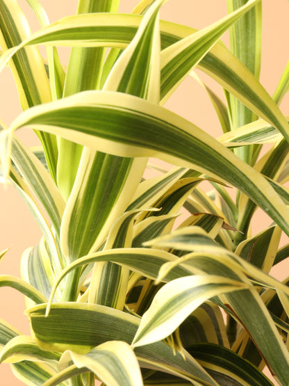 Medium Dracaena &