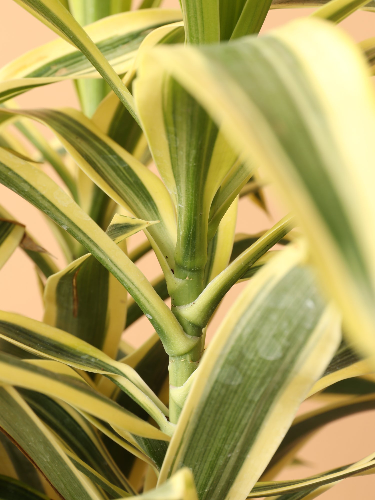 Medium Dracaena 'Song of India' – Dahing Plants