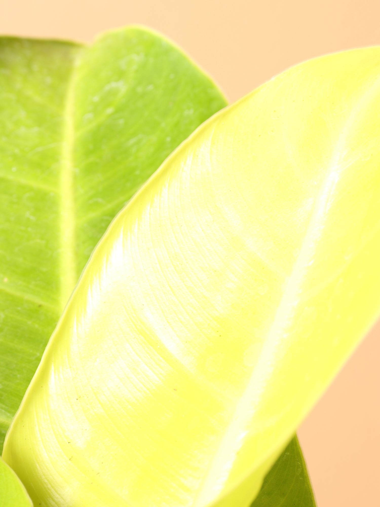 Medium Philodendron 'Lemon Lime' (Long Leaf) – Dahing Plants