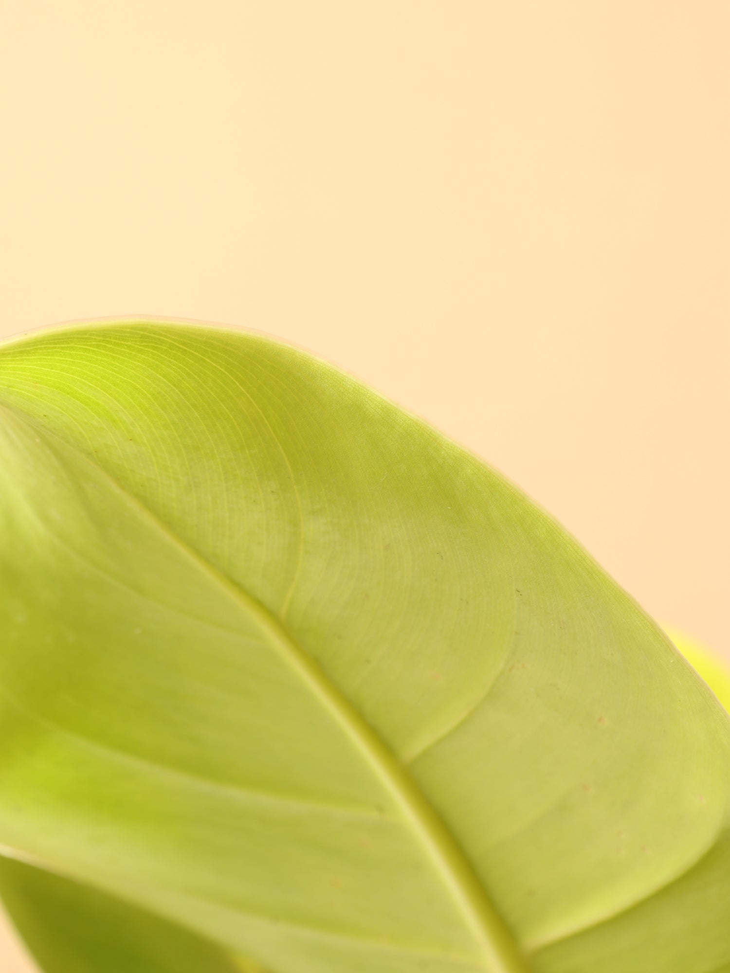 Medium Philodendron &