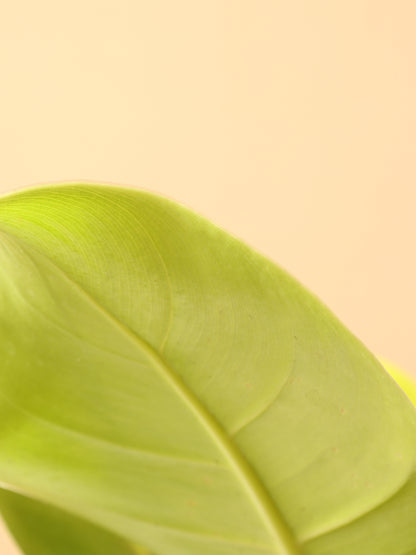 Medium Philodendron &