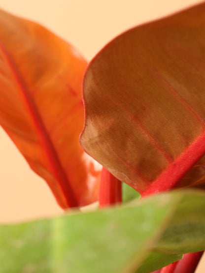 Medium Philodendron &