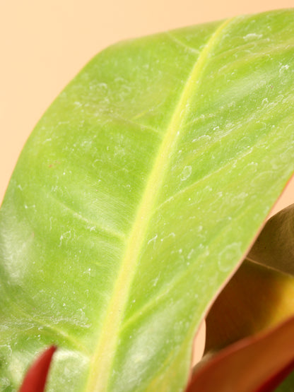 Medium Philodendron &