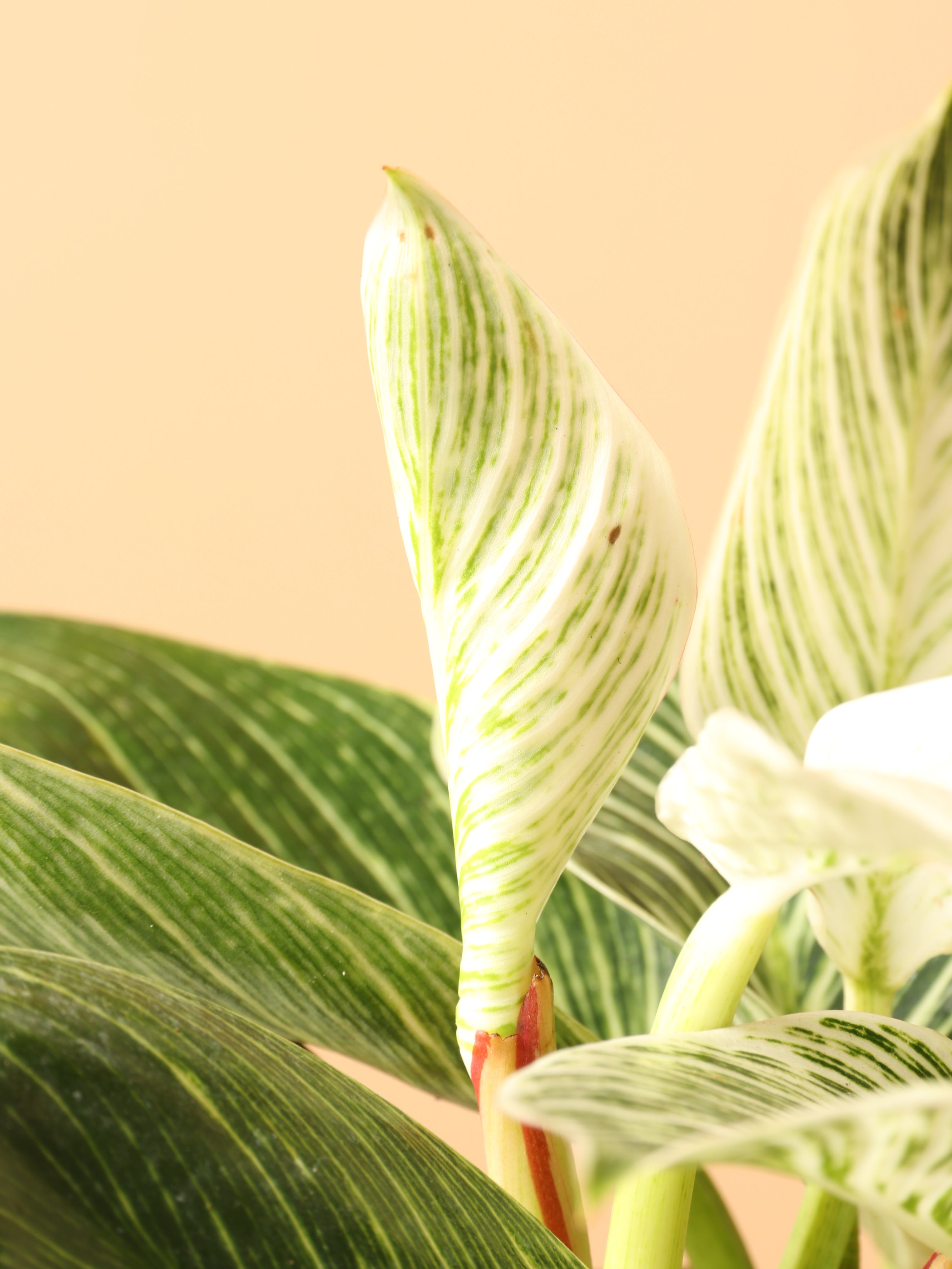 Medium Philodendron &