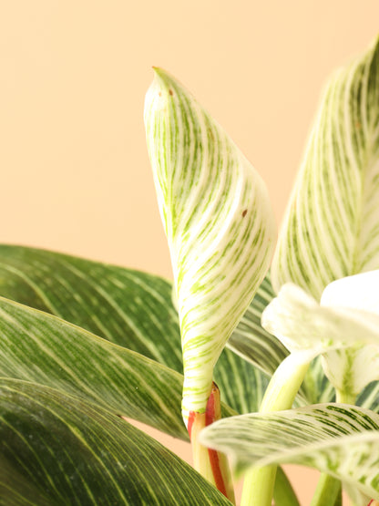 Medium Philodendron &