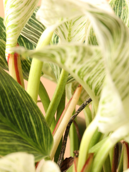Medium Philodendron &