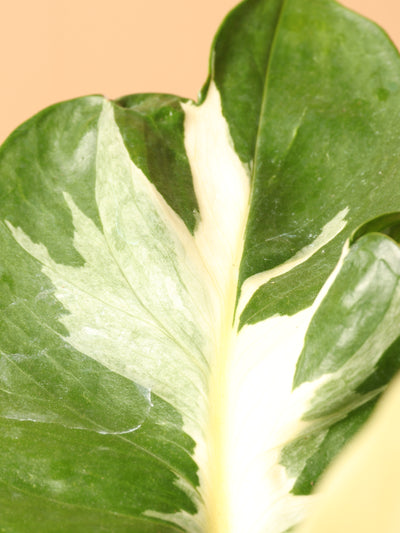 Small Pothos 'Manjula'