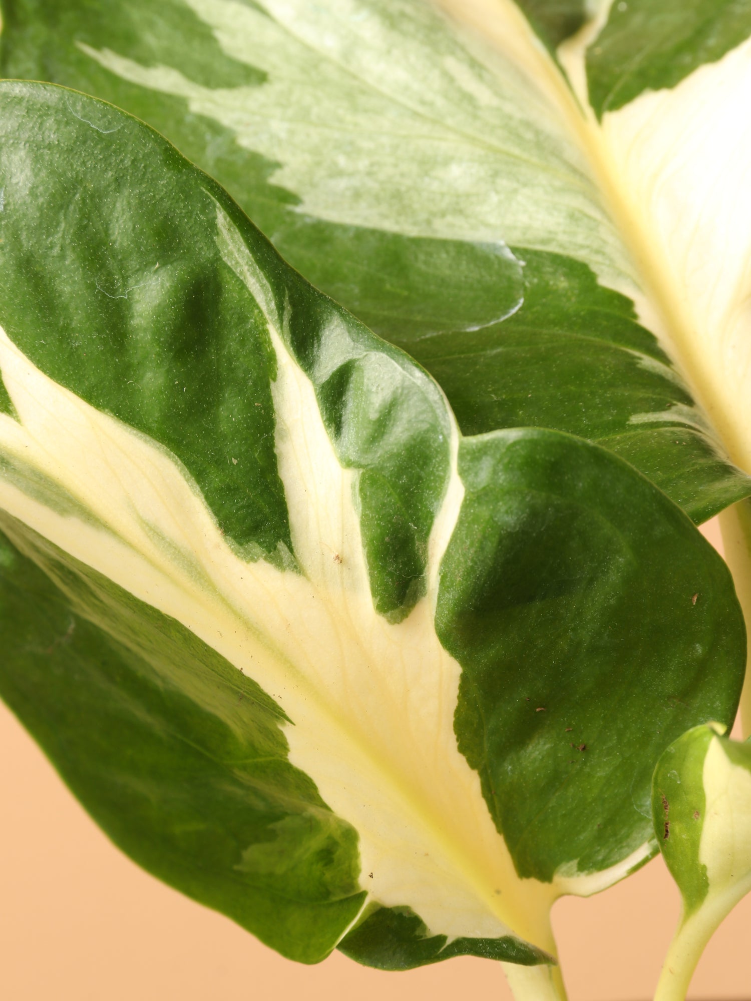 mini pothos plant Buy Small Pothos 'Manjula' Online | Rare Indoor Plant