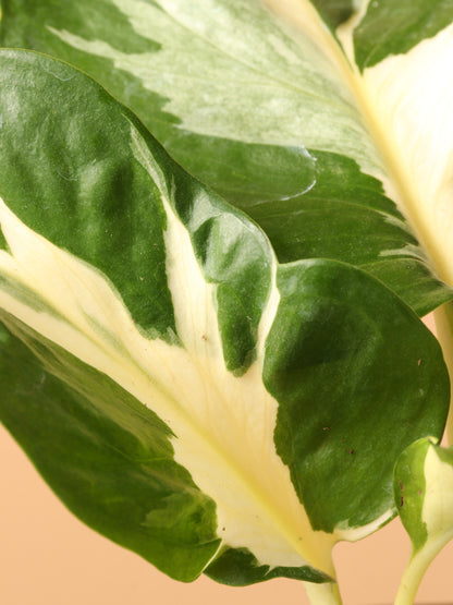 Small Pothos &