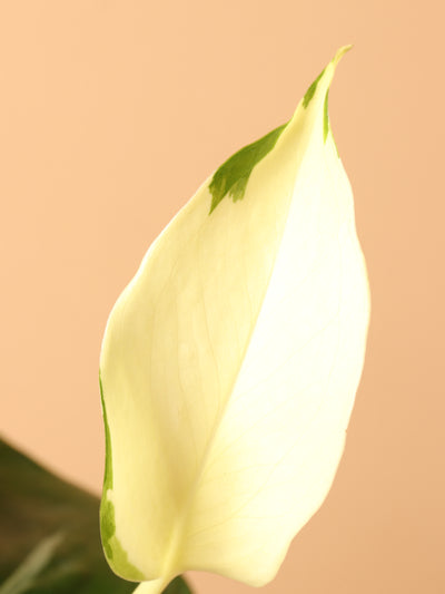 Small Pothos 'Manjula'