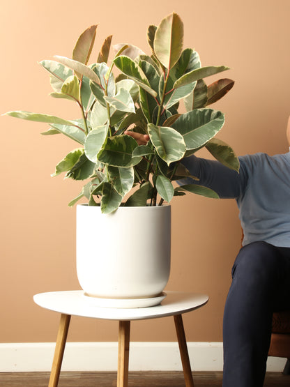Large Ficus Tineke